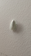 Nymphostola galactina