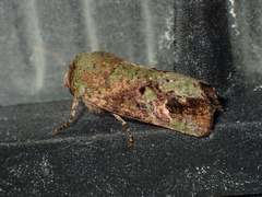 Lignispalta viridaria
