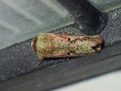 Lignispalta viridaria