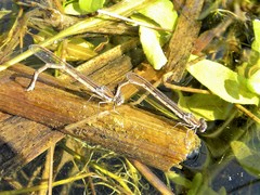 Sympecma fusca