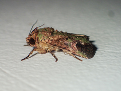 Lignispalta viridaria