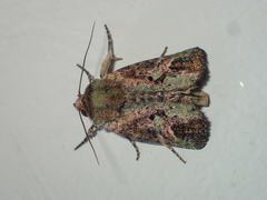 Lignispalta viridaria