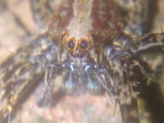 Africactenus