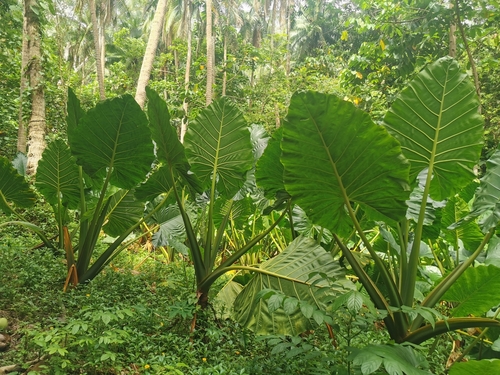 Alocasia macrorrhizos