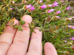 Drosanthemum hispidum