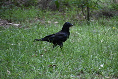 Corvus coronoides