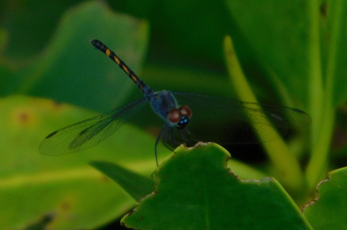 Seaside Dragonlet photo 6