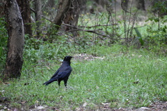 Corvus coronoides
