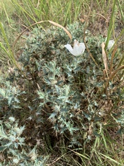 Argemone polyanthemos