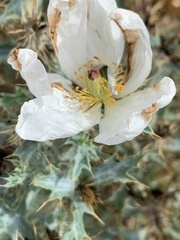 Argemone polyanthemos