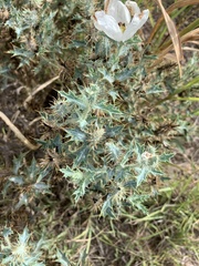 Argemone polyanthemos