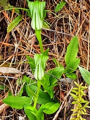 Pterostylis oliveri