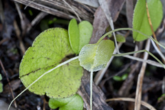 Corybas iridescens