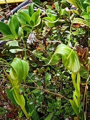 Pterostylis oliveri