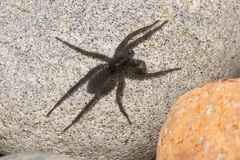 Pardosa lapidicina