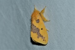 Euproctis staudingeri