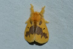 Euproctis staudingeri