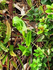 Pterostylis oliveri