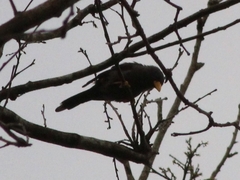 Scissirostrum dubium