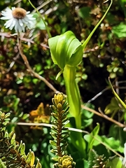 Pterostylis oliveri