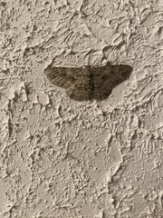 Iridopsis vellivolata