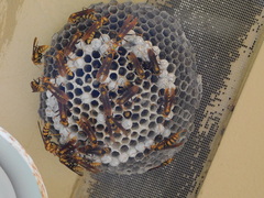 Polistes major major