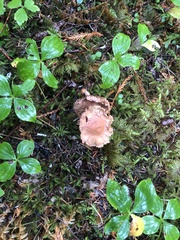 Gomphidius oregonensis