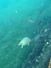 Apalone spinifera emoryi