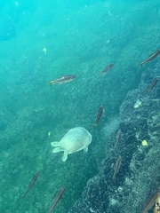 Apalone spinifera emoryi