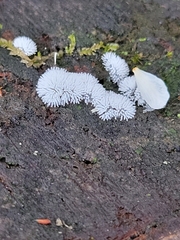 Ceratiomyxa fruticulosa