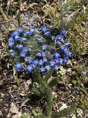 Eritrichium argenteum