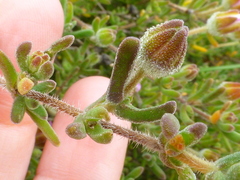 Drosanthemum hispidum