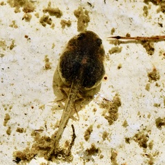 Pleurodema brachyops