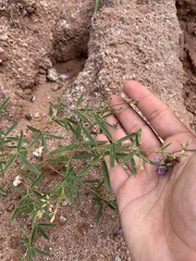 Pediomelum linearifolium