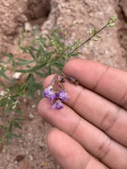 Pediomelum linearifolium