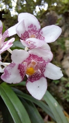Sarcochilus fitzgeraldii
