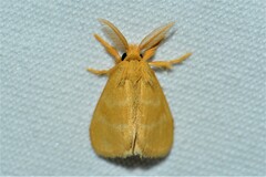 Euproctis lutea