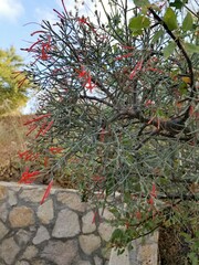 Psittacanthus sonorae