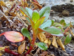 Epilobium petraeum