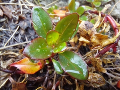 Epilobium petraeum