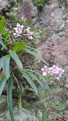 Sarcochilus fitzgeraldii
