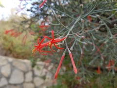 Psittacanthus sonorae