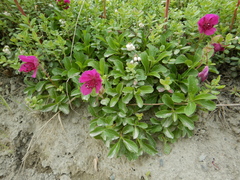 Rhododendron camtschaticum
