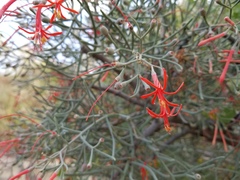 Psittacanthus sonorae