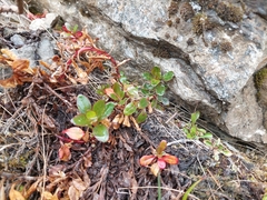 Epilobium petraeum