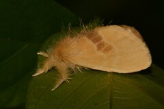 Euproctis erecta