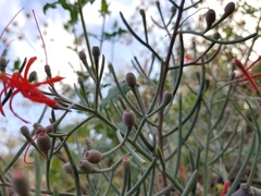 Psittacanthus sonorae