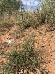 Ephedra antisyphilitica