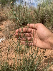 Ephedra antisyphilitica