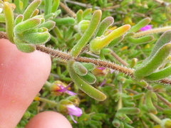 Drosanthemum hispidum